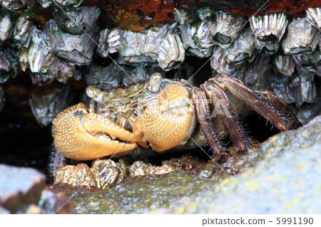 螃蟹 甲壳动物 藤壶科