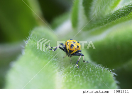 Tsunaguru ni Yokohama seen from the front 5991211