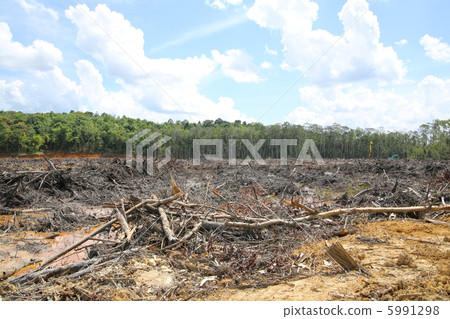 deforestation 5991298