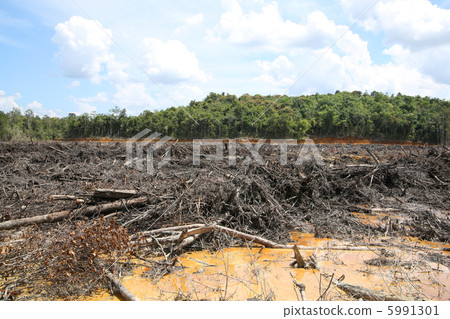 deforestation 5991301