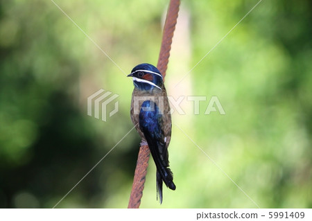 Whiskered Treeswift (Koshirahigami) Whiskered Treeswift (Koshirahigami) 5991409