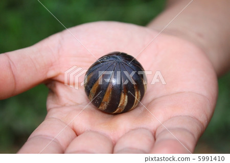 Nettay tamaoye 5991410