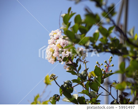 Crape myrtle flower 5991497