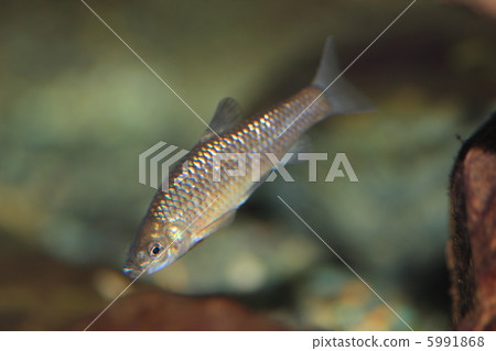 麥穗榆亞 5991868