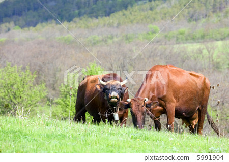 cow couple 5991904