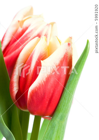 tulips tulips 5991920