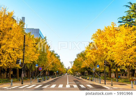 Ginkgo bunched trees in front of Kanagawa prefectural government (Naka Ward, Yokohama City) Ginkgo bunched trees in front of Kanagawa prefectural government (Naka Ward, Yokohama City) 5991966