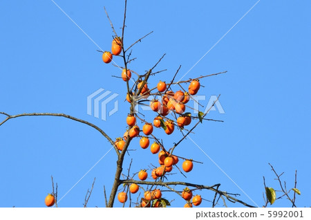 柿子堅果 柿子堅果 5992001