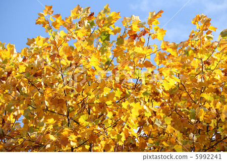 秋葉/綠松石 5992241