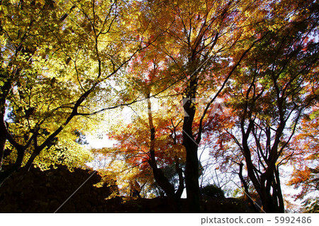 Okajo Okagi Toe Honmaru Ishigaki Momiji Okajo Okagi Toe Honmaru Ishigaki Momiji 5992486