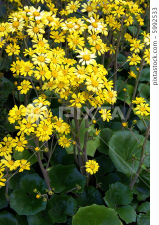 Zwabuki（石頭採空區） 5992533