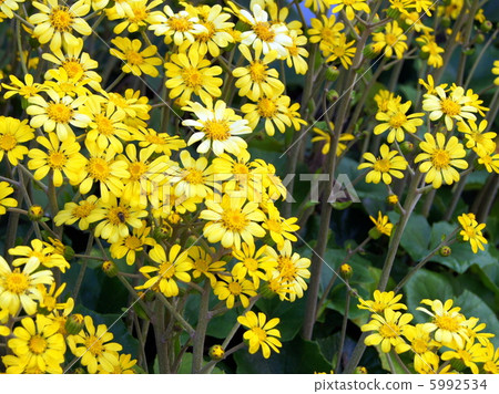 Zwabuki（石頭採空區） 5992534