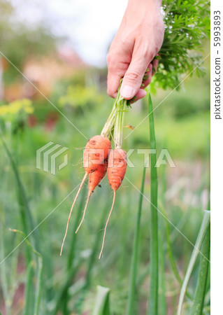 fresh carrots 5993893