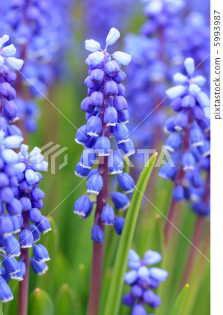 Grape hyacinth in spring 5993987