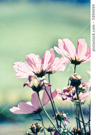 nice flowers nice flowers 5994094