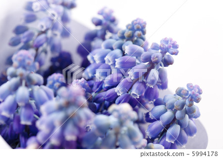springs flowers springs flowers 5994178