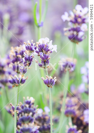 lavender flowers lavender flowers 5994421