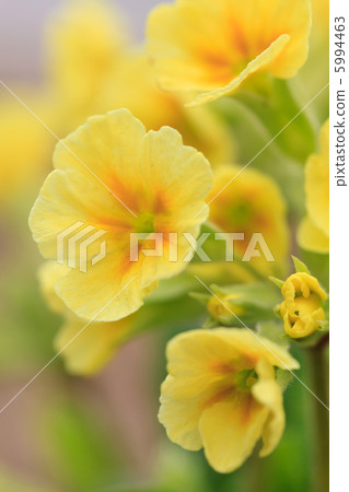 spring flowers 5994463