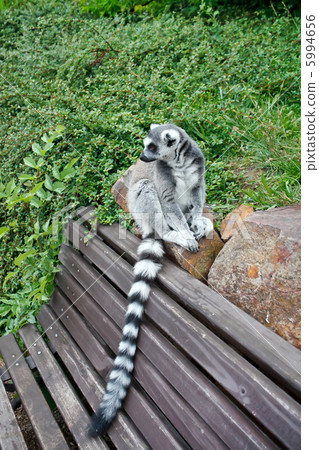 Cute Lemur Cute Lemur 5994656