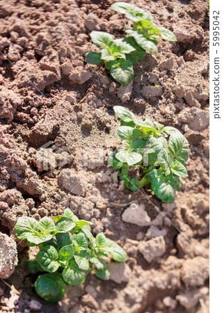 spring potato spring potato 5995042