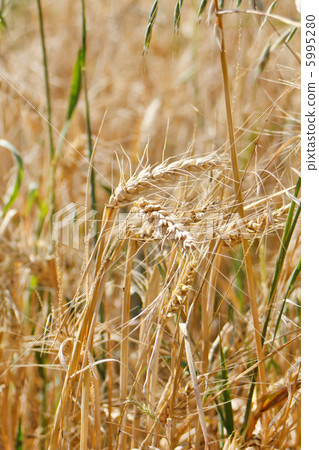 Fields of wheat Fields of wheat 5995280