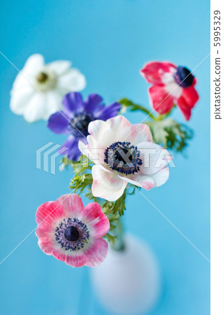 Anemone flowers 5995329