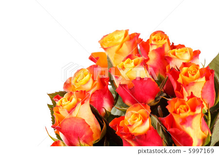 beautiful roses 5997169
