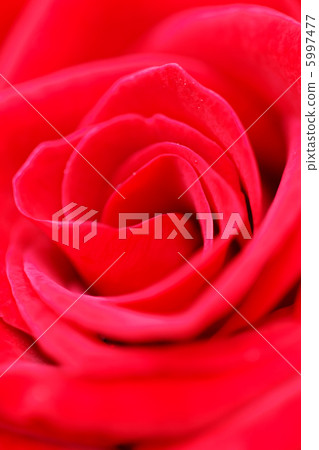 Red rose macro Red rose macro 5997477