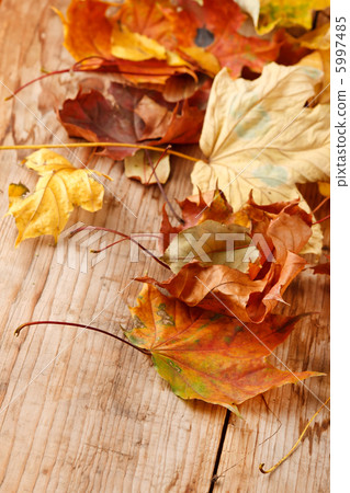dried leaves dried leaves 5997485