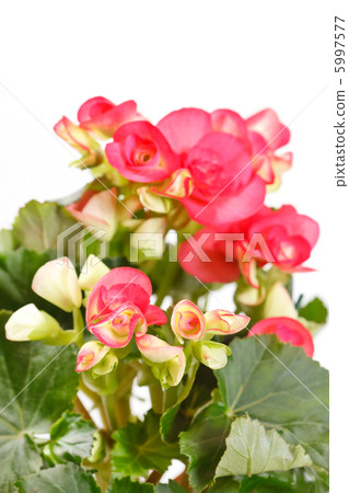 begonia flower begonia flower 5997577