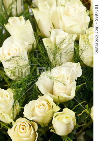 white roses white roses 5997581