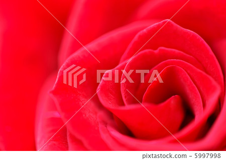 Red rose macro Red rose macro 5997998