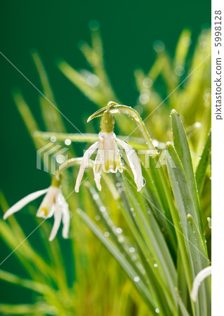 Snowdrop flowers Snowdrop flowers 5998128