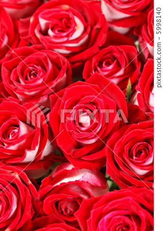 red roses red roses 5998140