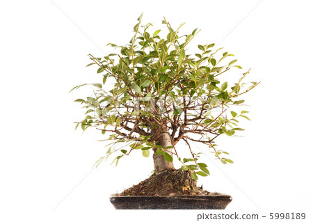 bonsai tree bonsai tree 5998189