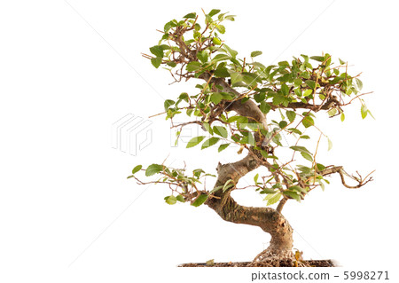 bonsai tree bonsai tree 5998271