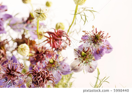 blue flowers blue flowers 5998440