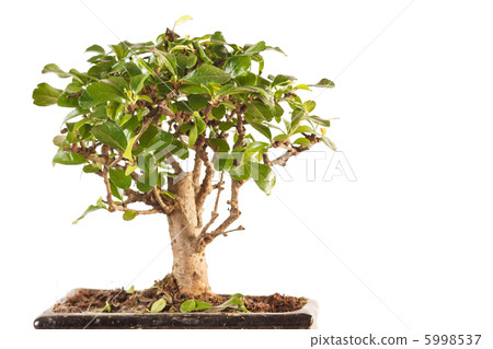 bonsai tree 5998537