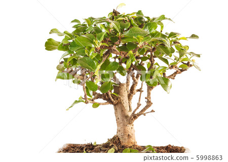 bonsai tree 5998863