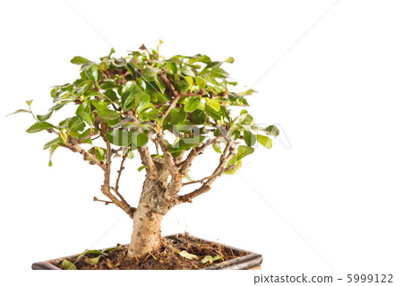bonsai tree bonsai tree 5999122