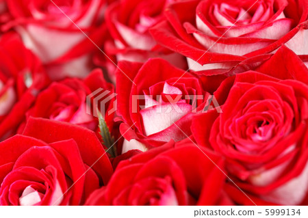 red roses 5999134