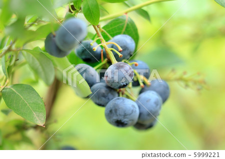 fresh blueberries 5999221