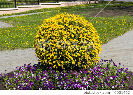 The flowerbed 6001462