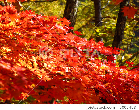 Colored autumn leaves 6001498