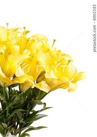 Beautiful lilies Beautiful lilies 6001583