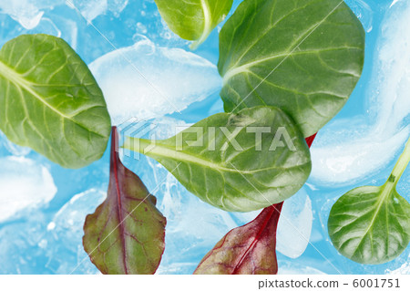 ice and leaves ice and leaves 6001751