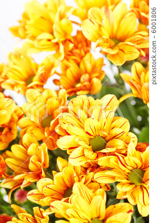 Chrysanthemum Flowers 6001806