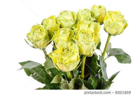 beautiful roses beautiful roses 6001809