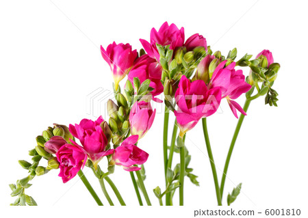 purple freesia purple freesia 6001810
