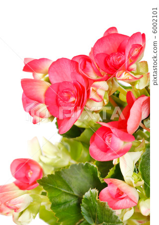 begonia flower 6002101